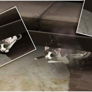 Айла Эмбер Рид